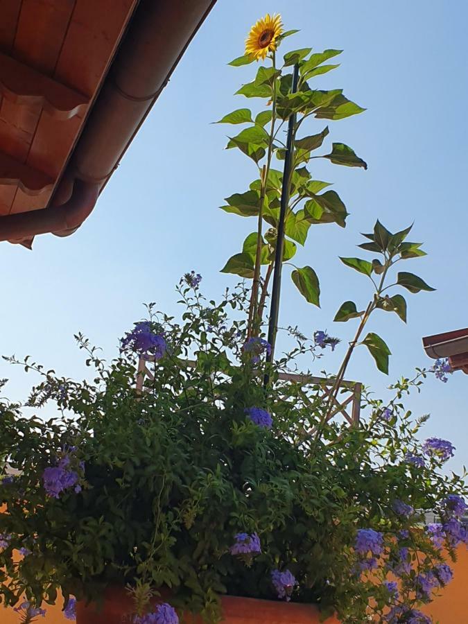 "La Terrazza Di Castiglione" Appartamenti Vacanza Castiglione della Pescaia Zewnętrze zdjęcie